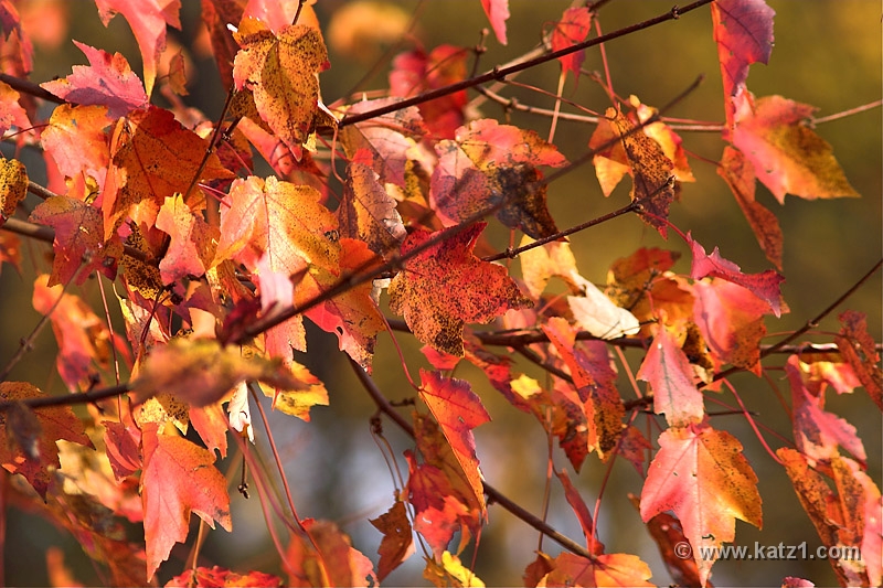 Autumn's Last Gasp 2